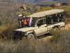 Koro Lodge - Game Drive 